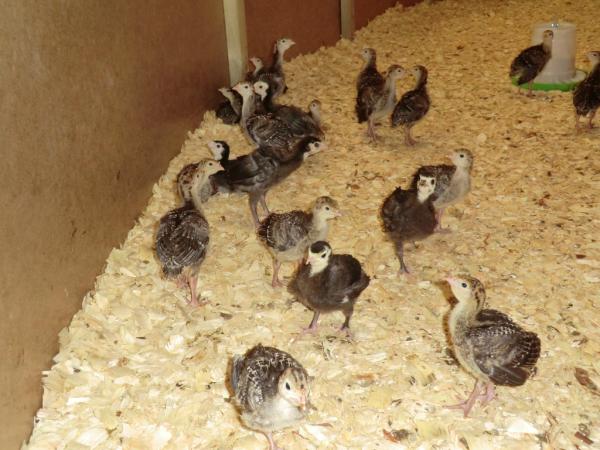 hollinroot's tweet photo. Christmas is coming!!  Our bronze, turkey poults are now 10 days old and doing well http://t.co/PA2Z6Xc6