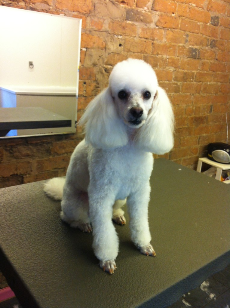 Ugly poodle best sale