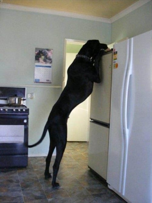 TheFalltones's tweet image. That's one tall dog.