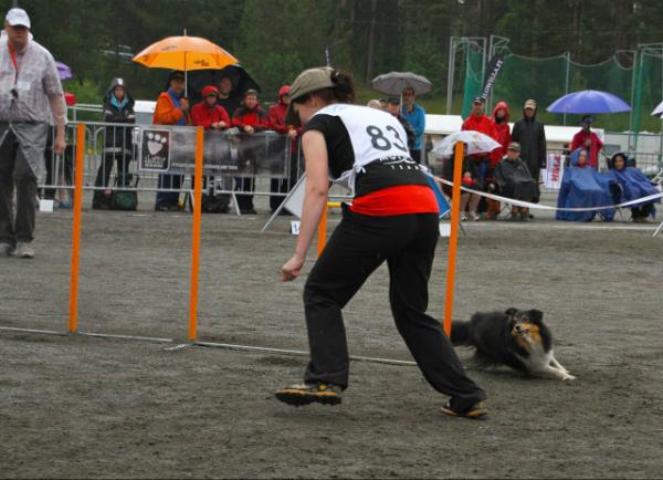 Finnish agility championship 2012 of small dogs to Ralli &amp; Anni yesterday in Tikkakoski. Congrats!