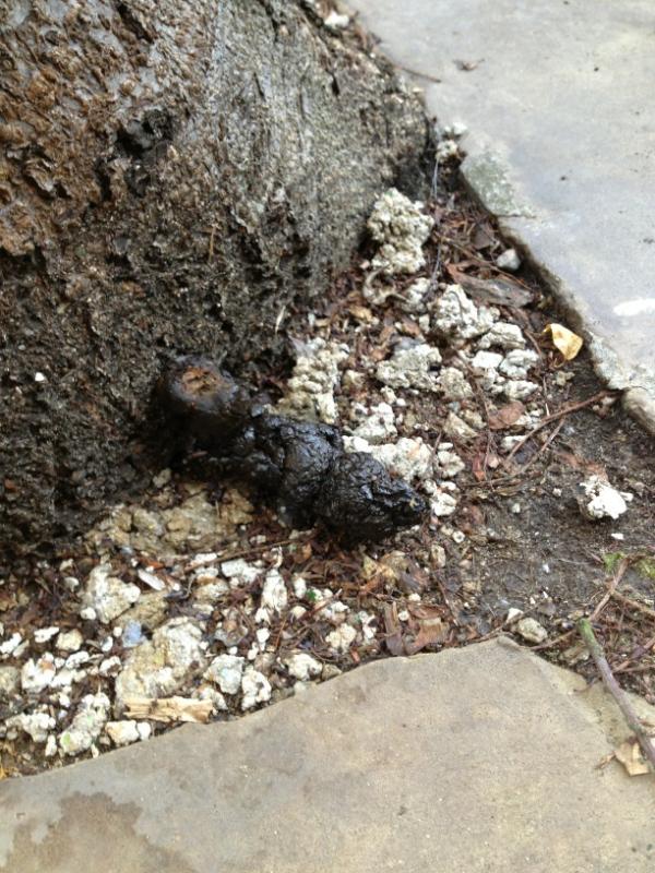 saulshire's tweet image. @Pootition like a giant ant but much nastier. Lying in wait under an islington tree.