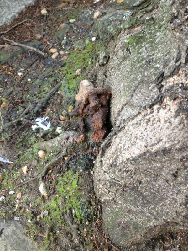 saulshire's tweet image. @Pootition camouflaged and clearly avoiding the notice of council street cleaners for many days.