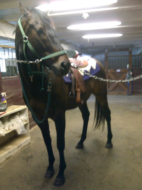 My pretty baby after our ride! Love him <3 http://t.co/AZ9CI0DY