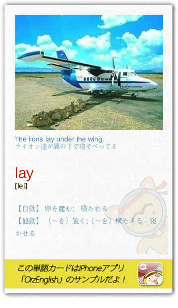 LookLook6's tweet photo. このライオンたち、人見知りしないんだね。恐怖より日陰優先？"Lay down" だと、「人が横になる」とか、「一休みする」って意味。だから、さぼりたい時は、仮病のふりして "i wanna Lay down" って言う。　 http://t.co/xBWwNbTm
