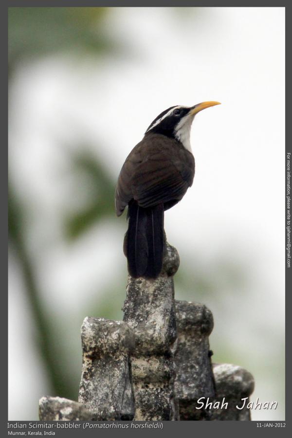Indian Scimitar-babbler from #Munnar, #Kerala, #India. #Birding, #Bird, #WildlifePhotography, #BirdsOfIndia