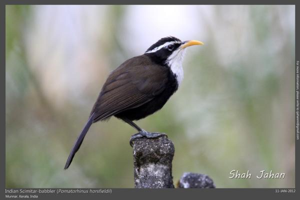 Indian Scimitar-babbler from #Munnar, #Kerala, #India. #Birding, #Bird, #WildlifePhotography, #BirdsOfIndia
