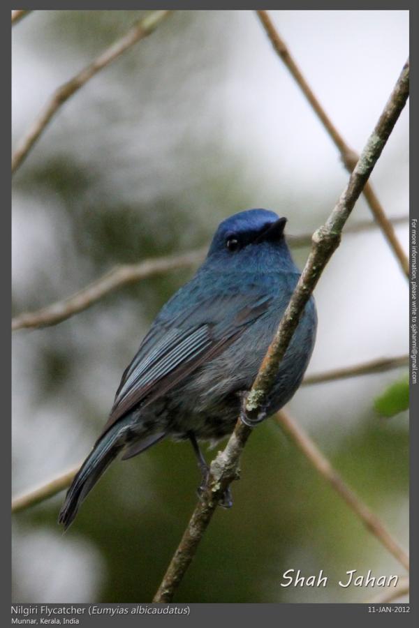Nilgiri Flycatcher from #Munnar, #Kerala, #India. #Birding, #Birds, #WildlifePhotography, #BirdsOfIndia