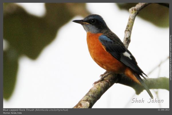 Blue-capped Rock Thrush from #Munnar, #Kerala, #India. #Birding, #Birds, #WildlifePhotography, #BirdsOfIndia