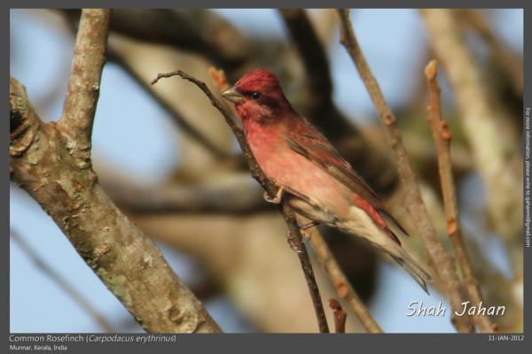 Common Rosefinch from #Munnar, #Kerala, #India. #Birding, #Birds, #WildlifePhotography, #BirdsOfIndia