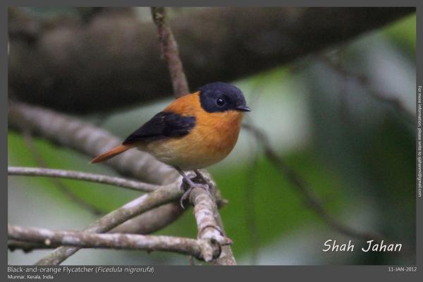 Black-and-orange Flycatcher from #Munnar, #Kerala, #India. #Birding, #Birds, #WildlifePhotography, #BirdsOfIndia