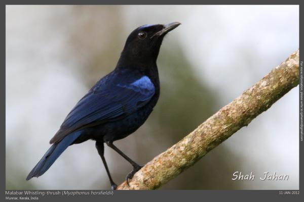 Malabar Whistling-thrush from #Munnar, #Kerala, #India. #Birding, #Birds, #WildlifePhotography, #BirdsOfIndia