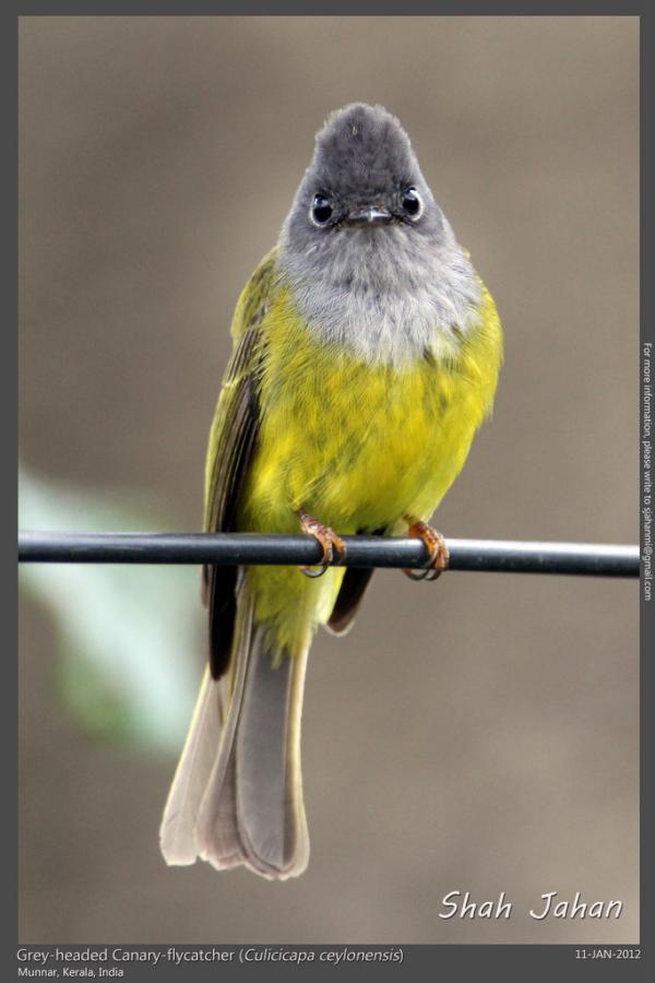 Grey-headed Canary-flycatcher from #Munnar, #Kerala, #India. #Birding, #Birds, #WildlifePhotography, #BirdsOfIndia