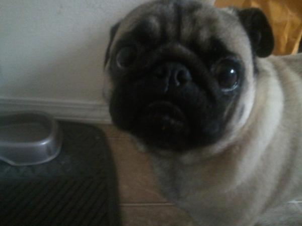 Yoshi_realtalk's tweet image. @Kylie9247 #pugsofinstgram #pugsoftwitter #fatman #hejusttooted