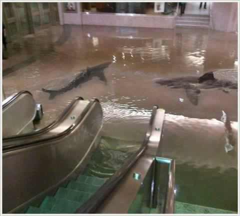 A tank broke in Kuwait,coolest shit ever. #SharksAreAmazing http://t.co/wK5zeqqI<a href="/tag/sharksareamazing"class="tags">#SharksAreAmazing</a>
