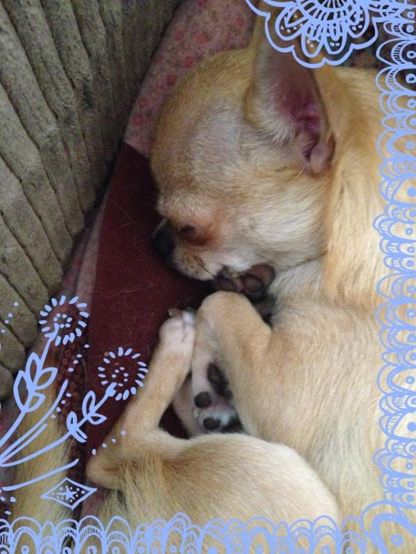 MayaWerner's tweet photo. Pic Love by @PikoloApp  #Sleepy, http://t.co/WqKJxJOT