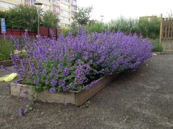 Yalla Trappan (@yallatrappan) on Twitter photo 