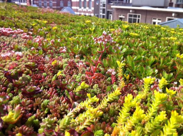 Geweldig! Werk op bloeiend #groendak omgeven door #bijen #waaromzittenzenietstilvoorfoto. #jaarvandebij #dakdokters