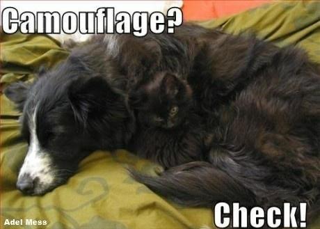 SaveAnimalsSPA's tweet image. When you see it, you'll smile!