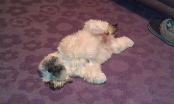 JessLikeWhoa's tweet photo. @JoeVilla_WWE @CMPunk @WWE #SnowAngeling even my dog wants to do it http://t.co/z7oGKkut