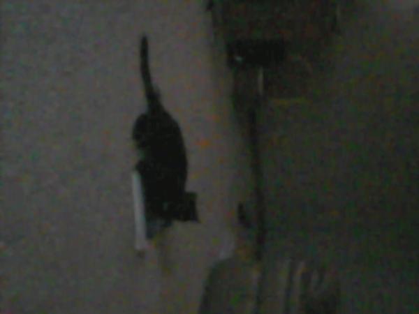 ctrigg15's tweet image. My cat likes to read..or just lay on the magazine #thatworkstoo #lazyreader