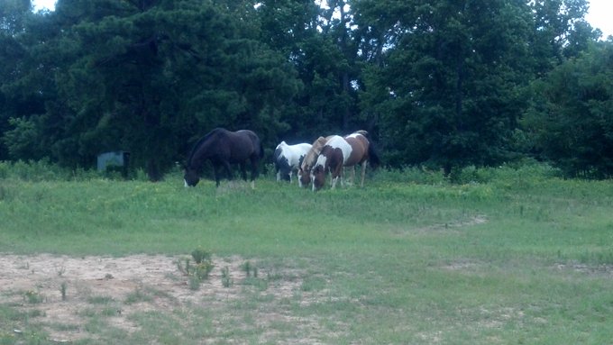 Im so happy http://t.co/uQc7E9E6<a href="/tag/trainingwheels"class="tags"><span>#trainingwheels</span></a><a href="/tag/gracie"class="tags"><span>#gracie</span></a><a href="/tag/teaspoon"class="tags"><span>#teaspoon</span></a><a href="/tag/opacabana"class="tags"><span>#opacabana</span></a>