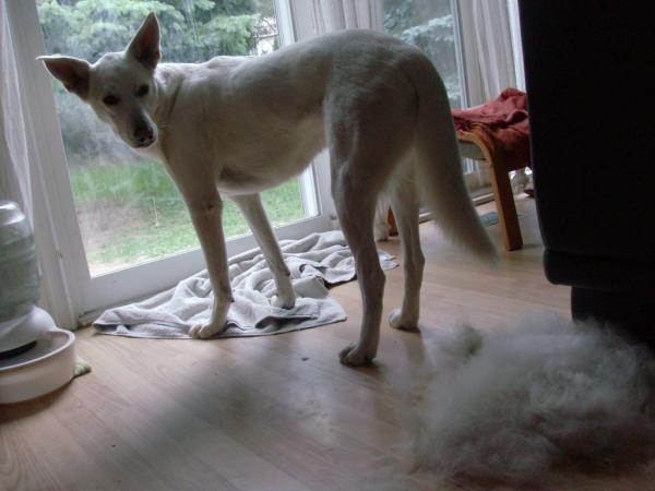 ByHookByCook's tweet image. I have been on a yarn diet so even the dog started to look good for some Angora