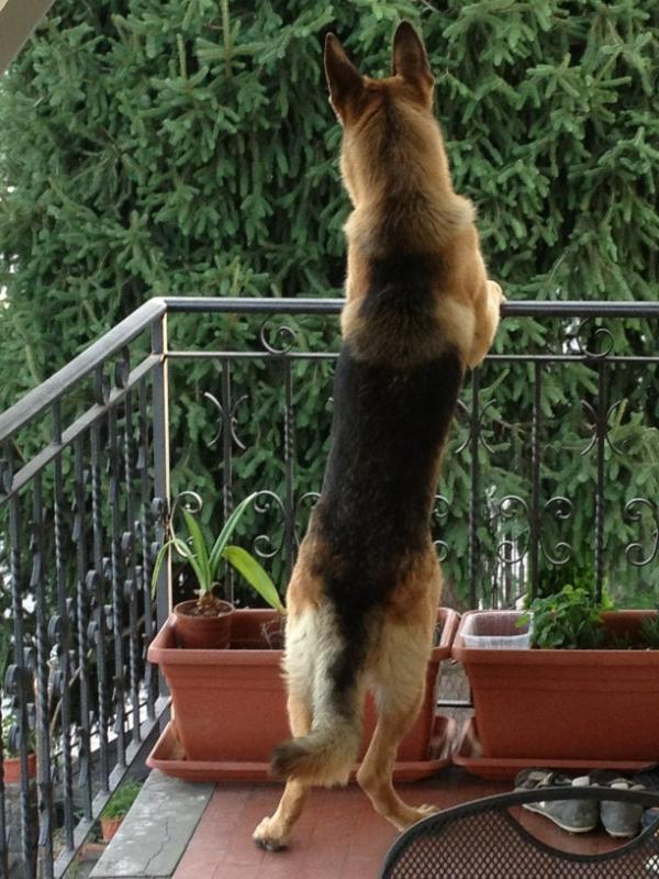 Ma che sarà possibile avere un cane così scemo!