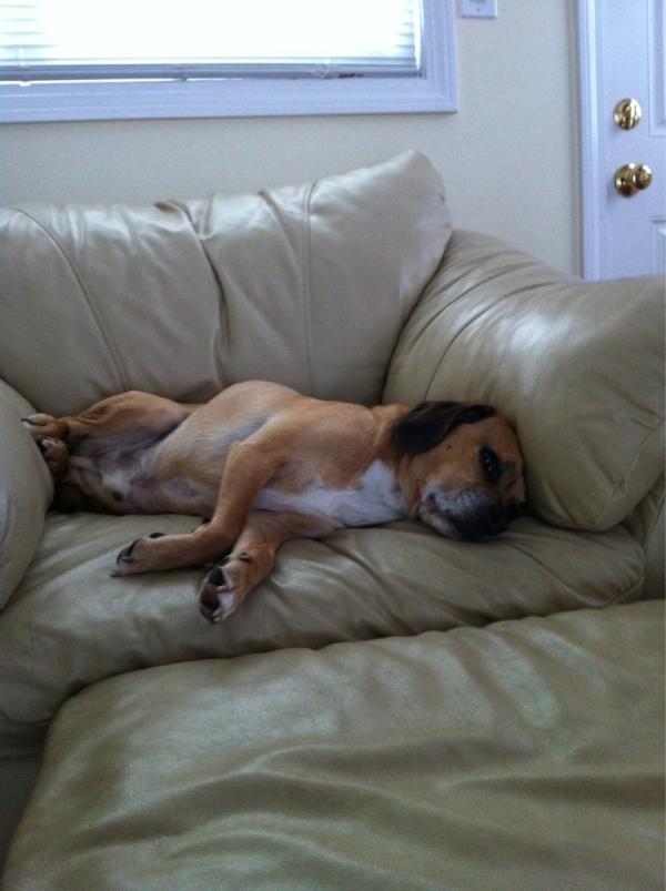 pugglous's tweet photo. Rough weekend http://t.co/tNJehqoF
