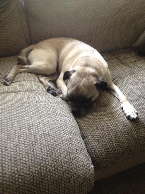 justinegar's tweet photo. @pugglous Zooey the puggle is still recovering from the weekend as well http://t.co/uS5uVejR