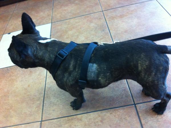 AlexisLives's tweet image. My badass pup w his patch of missing hair after allergy skin test #FrenchieProblems
