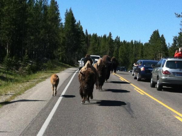 ToddShuman's tweet photo. Traffic jam #yellowstone http://t.co/2hPQNvpM