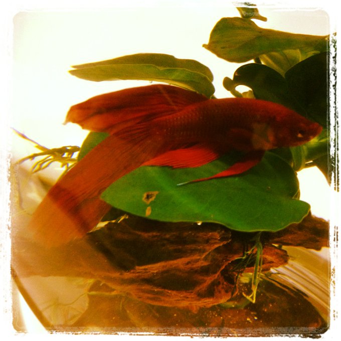 天女の羽衣のtwitterイラスト検索結果 古い順