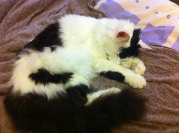 @WFM_STK Aiko has been found and is now safely home. Thank you Stokie - what a relief! So happy :) x