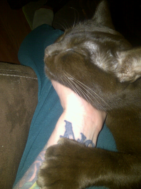 I <3 Mr. Brown #ilovecats http://t.co/tAvlfoMl