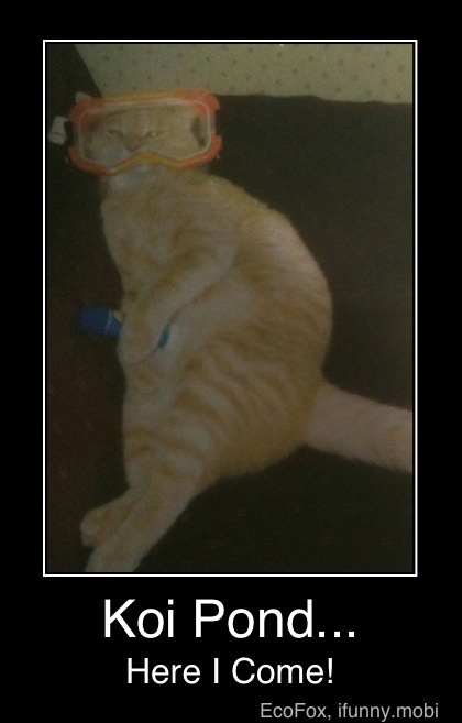 RealFratCat's tweet photo. Koi Pond...Here I Come! http://t.co/BQrIoU92