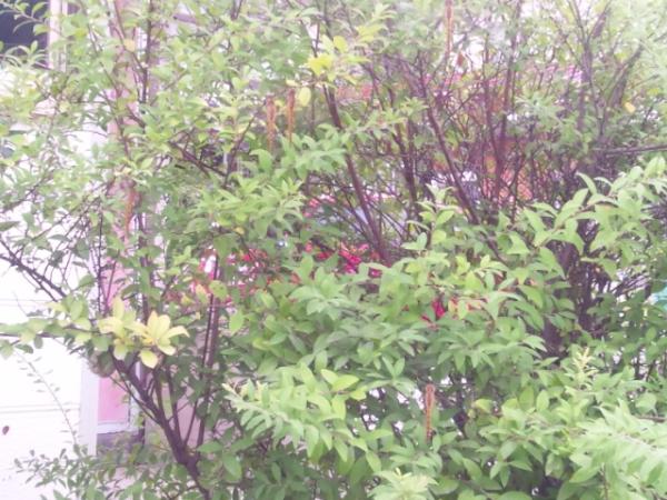 メチャメチャトンボ留まってます。