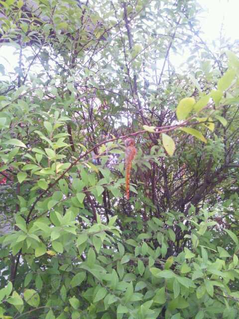 トンボも、お疲れさんやな～