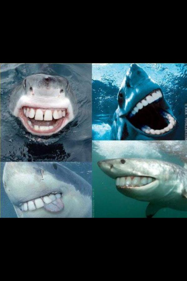 Alexandratrown's tweet image. @FranW92 if you ever make it to an aquarium I hope the sharkeys look like this #friendlycreatures