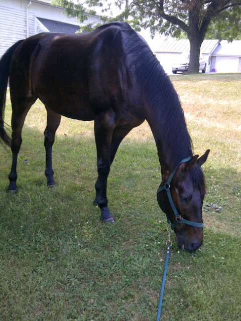 Gave my pretty boy a nice cold bath! Chillin in the shade till he dries <3 http://t.co/2MAAct32<a href="/tag/newride"class="tags"><span>#newride</span></a>