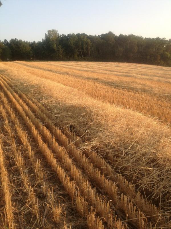 terianderson's tweet photo. The harvest http://t.co/2aGUDtFc