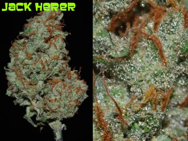 DaKineMMJ tweet picture