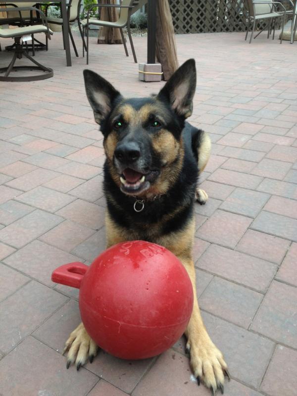 LuckysDad_6001's tweet image. That's me saying "Thank You Dad for my new toy... #JollyBall". Actually got 2. 1 for outside and 1 for inside