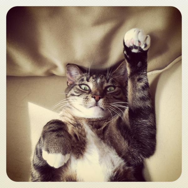 briggsiemb's tweet photo. @catsofinstagram Meet Puccino, my five-year-old American Shorthair! He's a purr machine and is very  affectionate! http://t.co/8vSQCH6Y