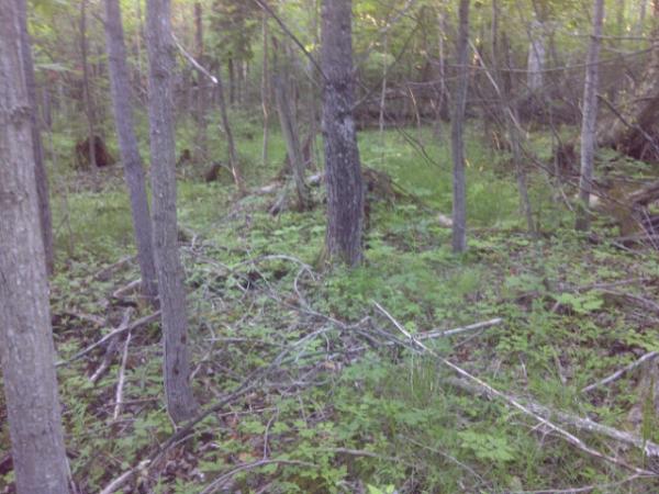 Aid_hayds's tweet image. Hiking with my dad #pureforest