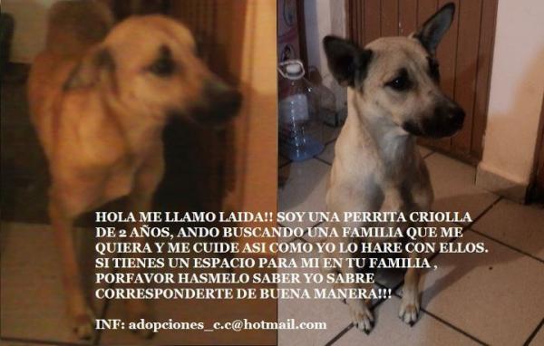 AdoptaQro's tweet photo. Esta preciosa busca hogar! #queretaro http://t.co/QG2P4qYr