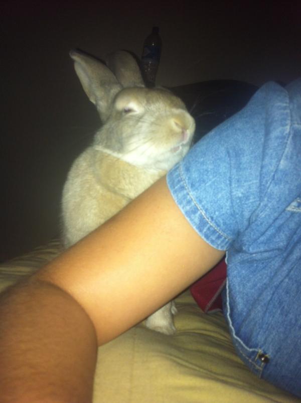 AlcalaPollito's tweet photo. Mi bella mascota http://t.co/rdLSswCO