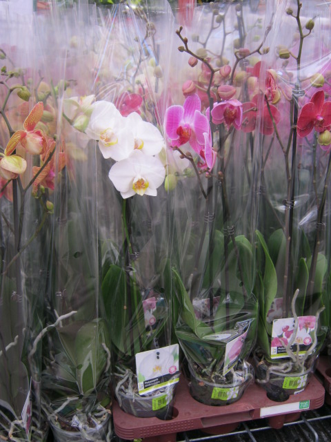 Nu in de #aanbieding bij Intratuin Numansdorp; Phalaenopsis orchidee twee tak in div. kleuren van 9,99 voor 7,99.