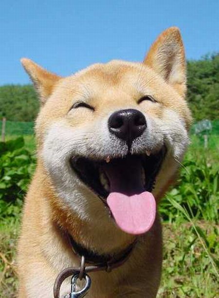 shibapic's tweet photo. ニコッ　https://t.co/7Wvyrh9N #shiba