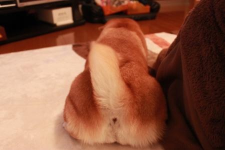 shibapic's tweet photo. おしり　 https://t.co/kvcoMWC1 #shiba