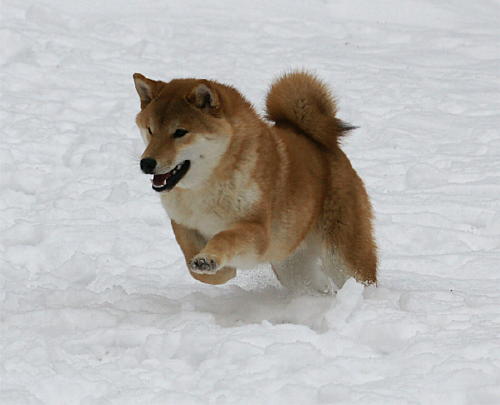 shibapic's tweet photo. 雪の中駆ける https://t.co/eVQS2g42 #shiba